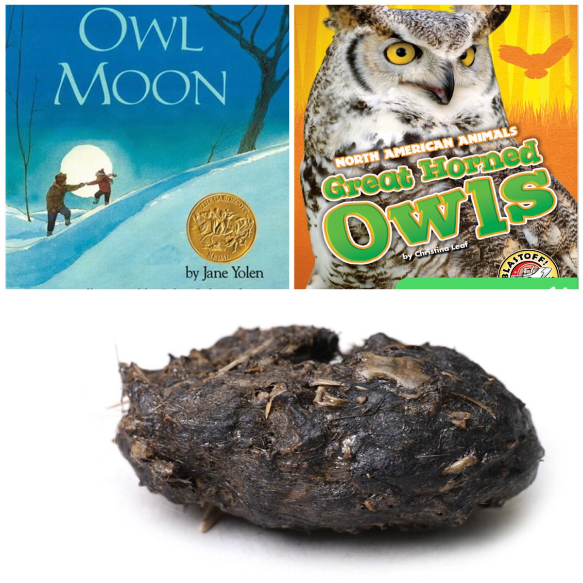 Ms. Wentworth’s Class (@wentworthsones) on Twitter photo Today we learned how to go owling and all about great horned owl adaptations - including regurgitating pellets. We got our hands on some and found lots of rodents and a bigger mystery animal inside! We hope <a href="/AIWC/">Alberta Institute for Wildlife Conservation</a> can help us identify the mystery bones during our Zoom next week! Today we learned how to go owling and all about great horned owl adaptations - including regurgitating pellets. We got our hands on some and found lots of rodents and a bigger mystery animal inside! We hope <a href="/AIWC/">Alberta Institute for Wildlife Conservation</a> can help us identify the mystery bones during our Zoom next week!