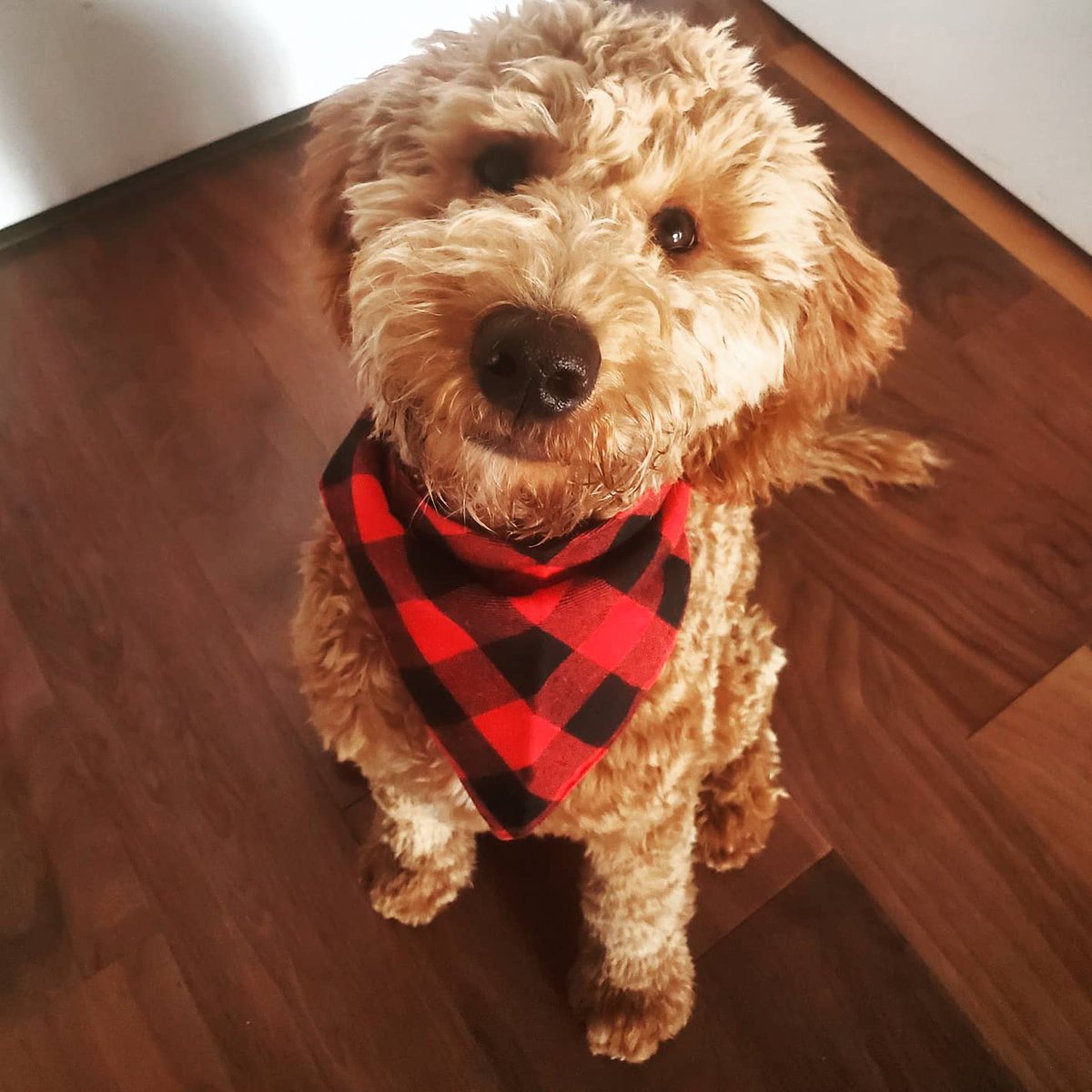Just popping in to say hi! Hope everyone is having a great day! 😊🐶
