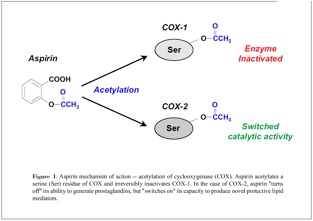 In 1976 cyclo-oxygenase was discovered (purified from sheep seminal vesicles, of all places) - an enzyme that is strongly inhibited by aspirin, altering the balance between arachidonic acid, thromboxane A2 and prostaglandin. (Figure: Chiagng et al, )/40