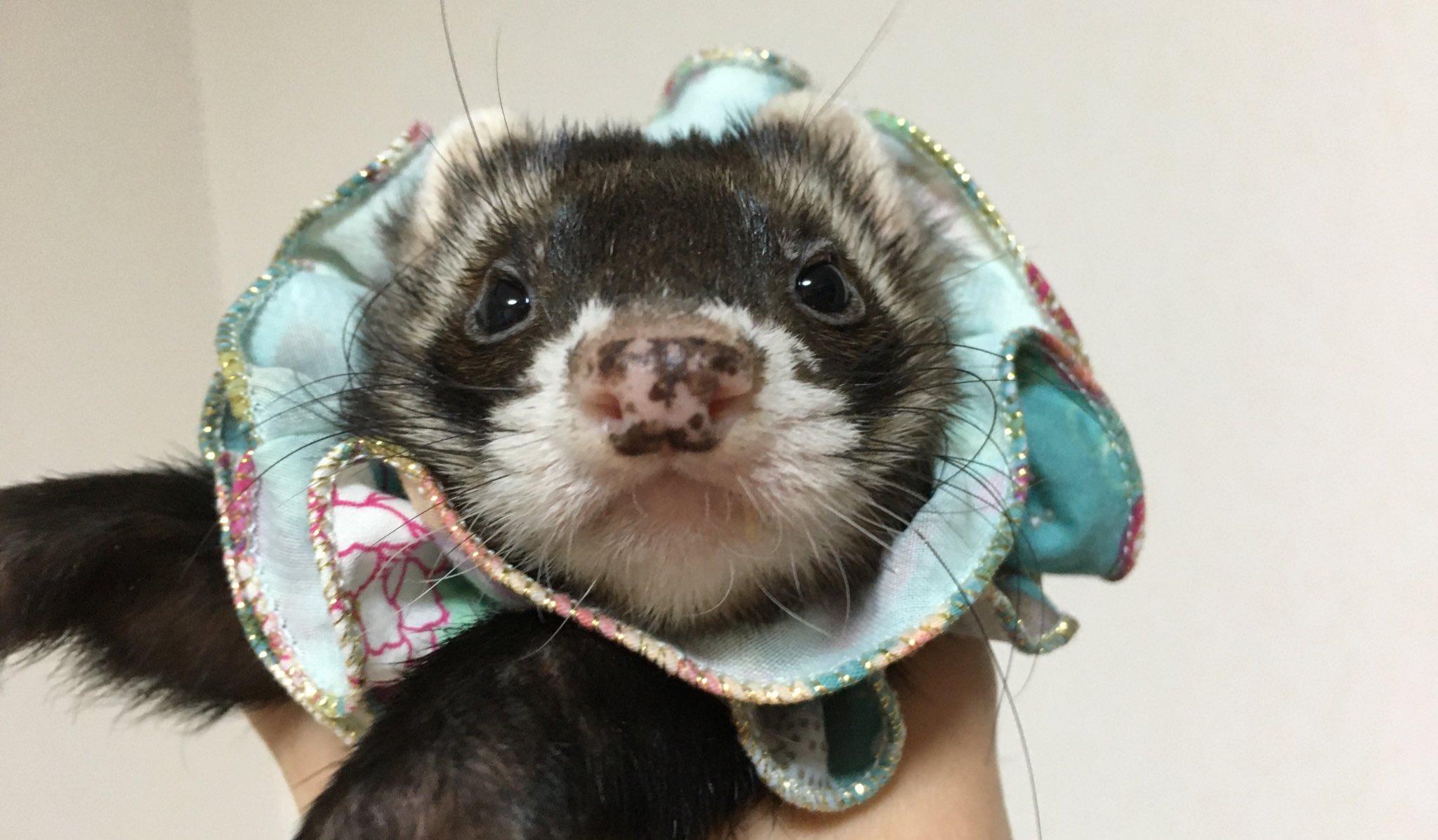 かわいいフェレット Ohferretboi Twitter
