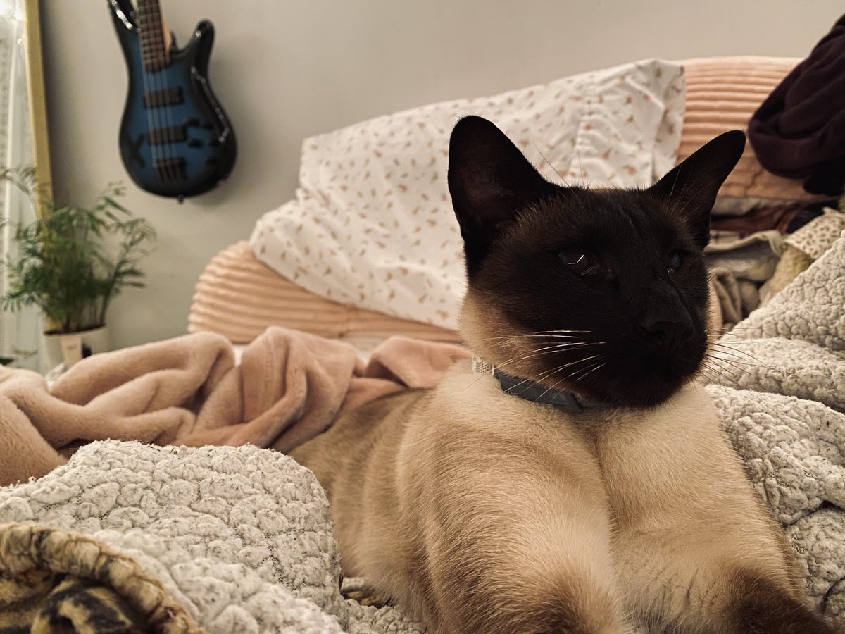 SlimJimDaCat's tweet photo. Comfy boi💤🛌 #bedtime #SlimJjm #CatsOfTwitter #CatsOfTheQuarantine #StayHome https://t.co/h58U7eMnqF