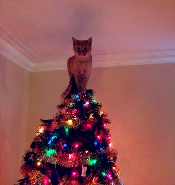 Or maybe you don’t want your tree protected. Maybe you’d like to see your cat succeed in climbing to the top of your Christmas tree and knocking all the ornaments off...   #CatsHateChristmas
