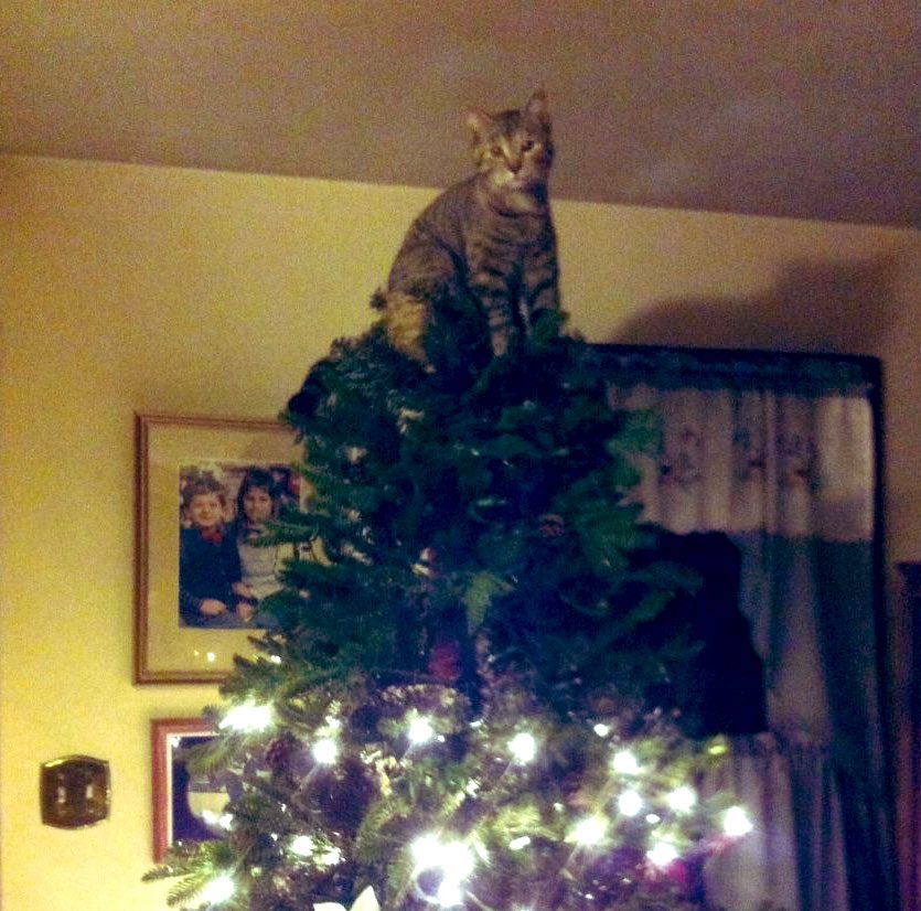 Cats are really jealous of the star at the top of most Christmas trees.   #CatsHateChristmas