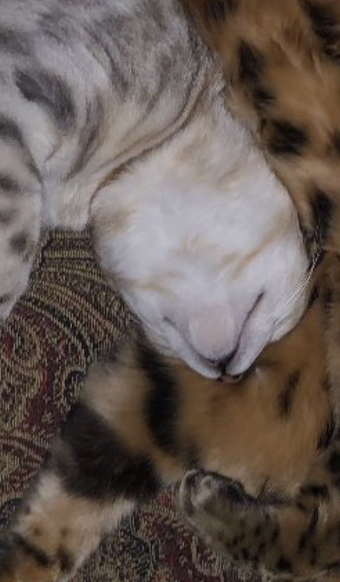 jadethebengal's tweet photo. Smol mowf https://t.co/ciwsm7YICV
