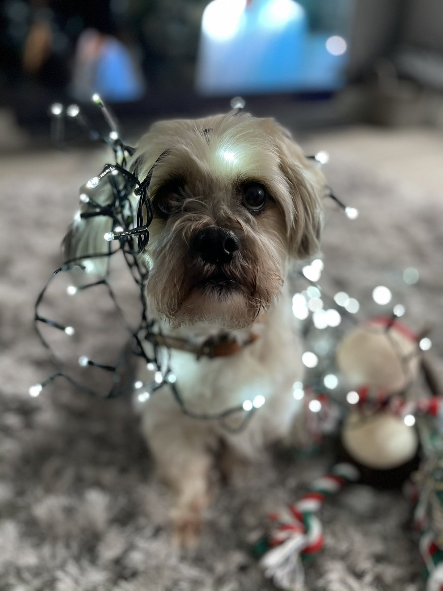 Altern8Youth's tweet photo. @LauraCummingArt Alfie getting in the Christmas spirit wishing Hilla well! https://t.co/g3e9gbe3Gy