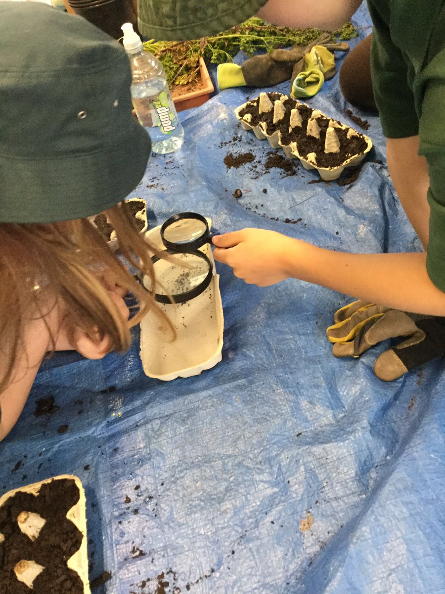 koru3bromley's tweet photo. This term we have focused on kaitiakitanga - taking care of our environment. This week we’ve been learning about harakeke and how to weave it. A few of us are passionate about our plants and have sown more wildflower seeds for the bees. #bromleyschoolnz #TamaiCoL #kaitiakitanga https://t.co/xwLFuQWmDX