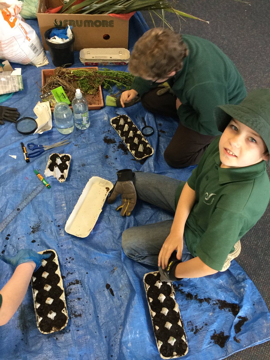 koru3bromley's tweet photo. This term we have focused on kaitiakitanga - taking care of our environment. This week we’ve been learning about harakeke and how to weave it. A few of us are passionate about our plants and have sown more wildflower seeds for the bees. #bromleyschoolnz #TamaiCoL #kaitiakitanga https://t.co/xwLFuQWmDX