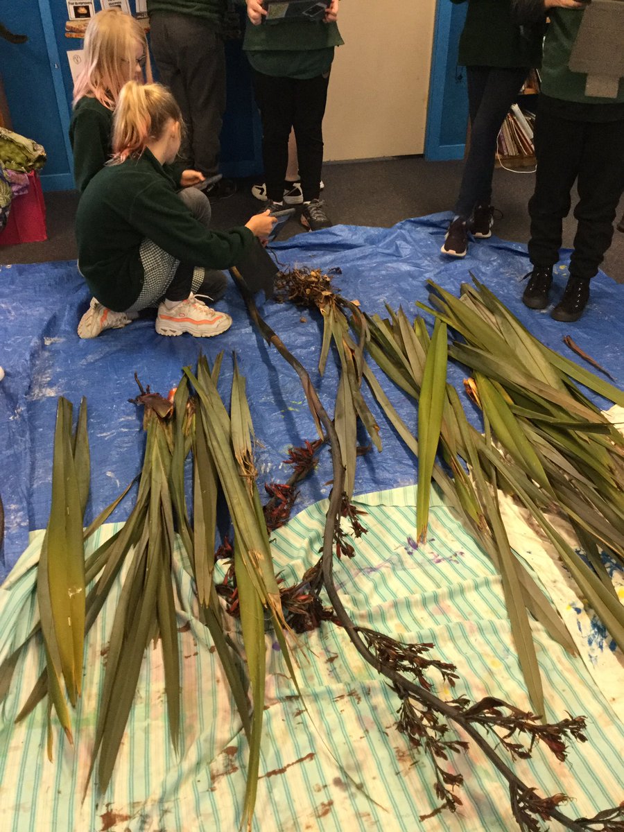 koru3bromley's tweet photo. This term we have focused on kaitiakitanga - taking care of our environment. This week we’ve been learning about harakeke and how to weave it. A few of us are passionate about our plants and have sown more wildflower seeds for the bees. #bromleyschoolnz #TamaiCoL #kaitiakitanga https://t.co/xwLFuQWmDX