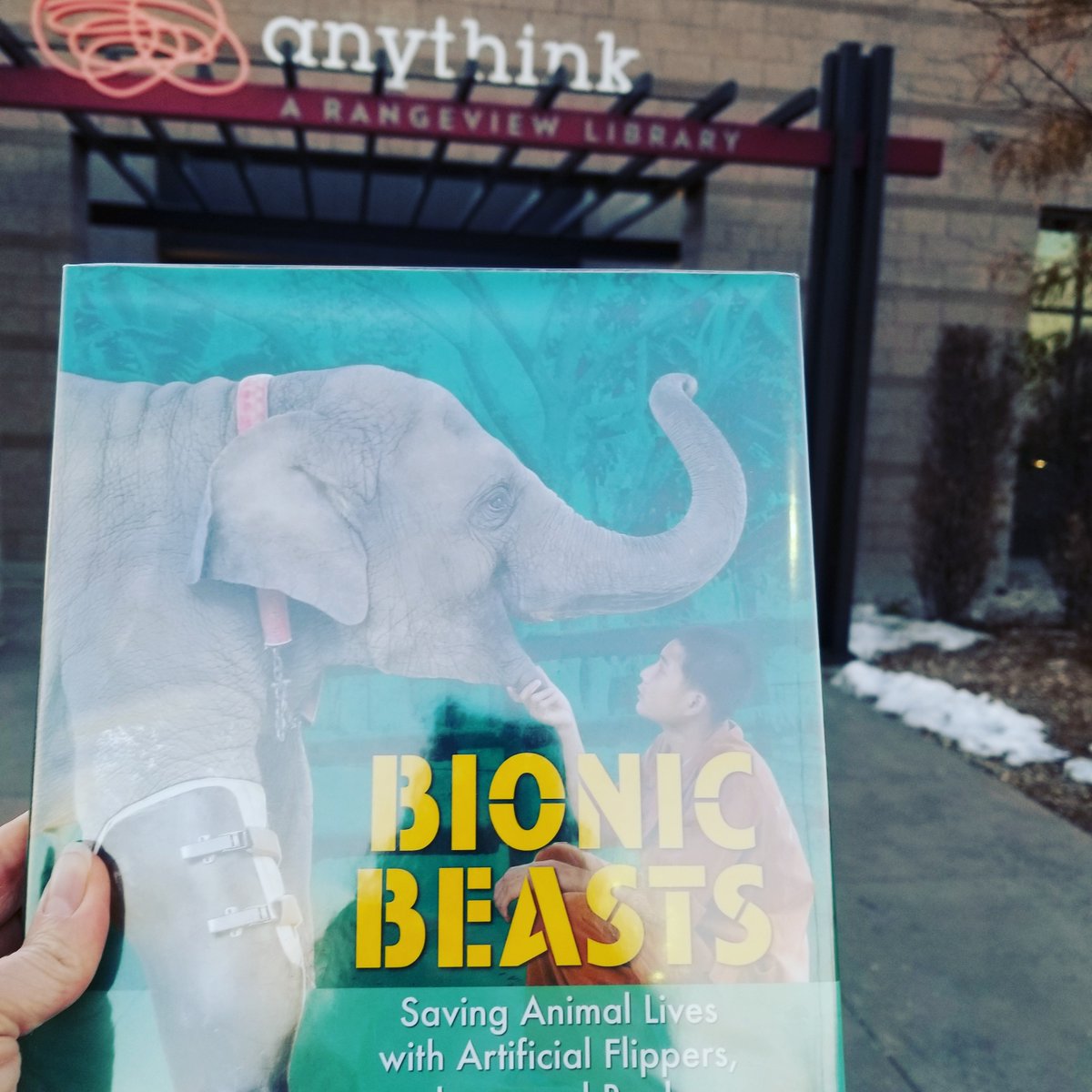 writerjolene's tweet photo. #Gratitude to my local #publiclibrary, @ilovemyanythink for providing excellent curbside service AND a copy of my newest book, BIONIC BEASTS! 

#amwriting #STEM #nonfiction #stemeducation #kidlit #kidreads #kidreading #limbdifferenceawareness #limbdifference #veterinarymedicine https://t.co/X92DoI8JIh