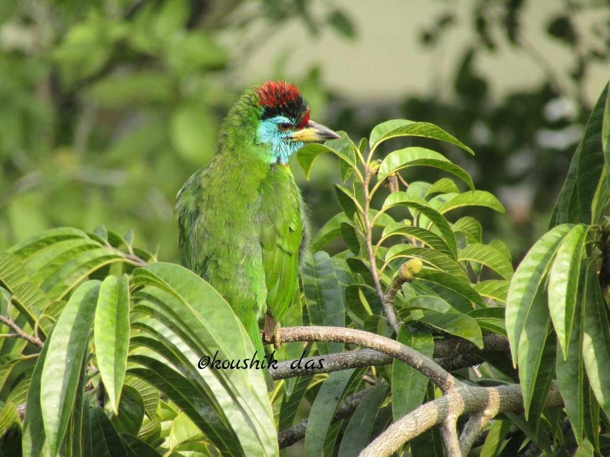 This morning #birdwatching #birdography #BrownShrike #CoppersmithBarbet #IndiAves