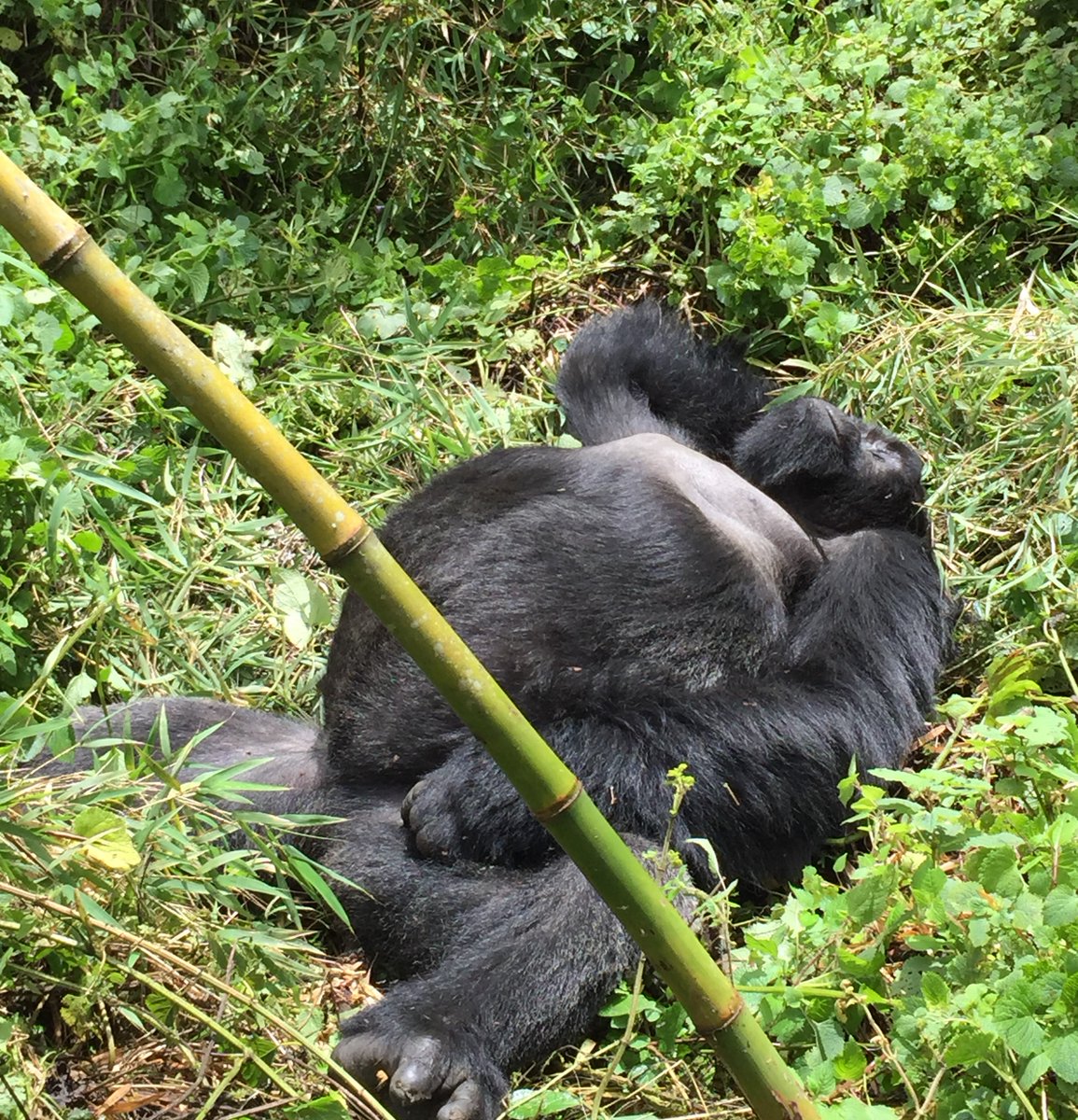 Ruanda'da kendi çektiğim goril fotoğrafı ile albüme katkı sağlamak :)))