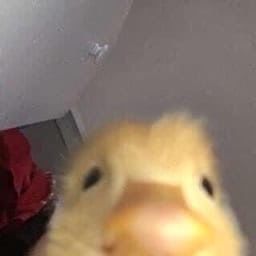 EoI87qYW8AUFc8j?format=jpg&name=360x360