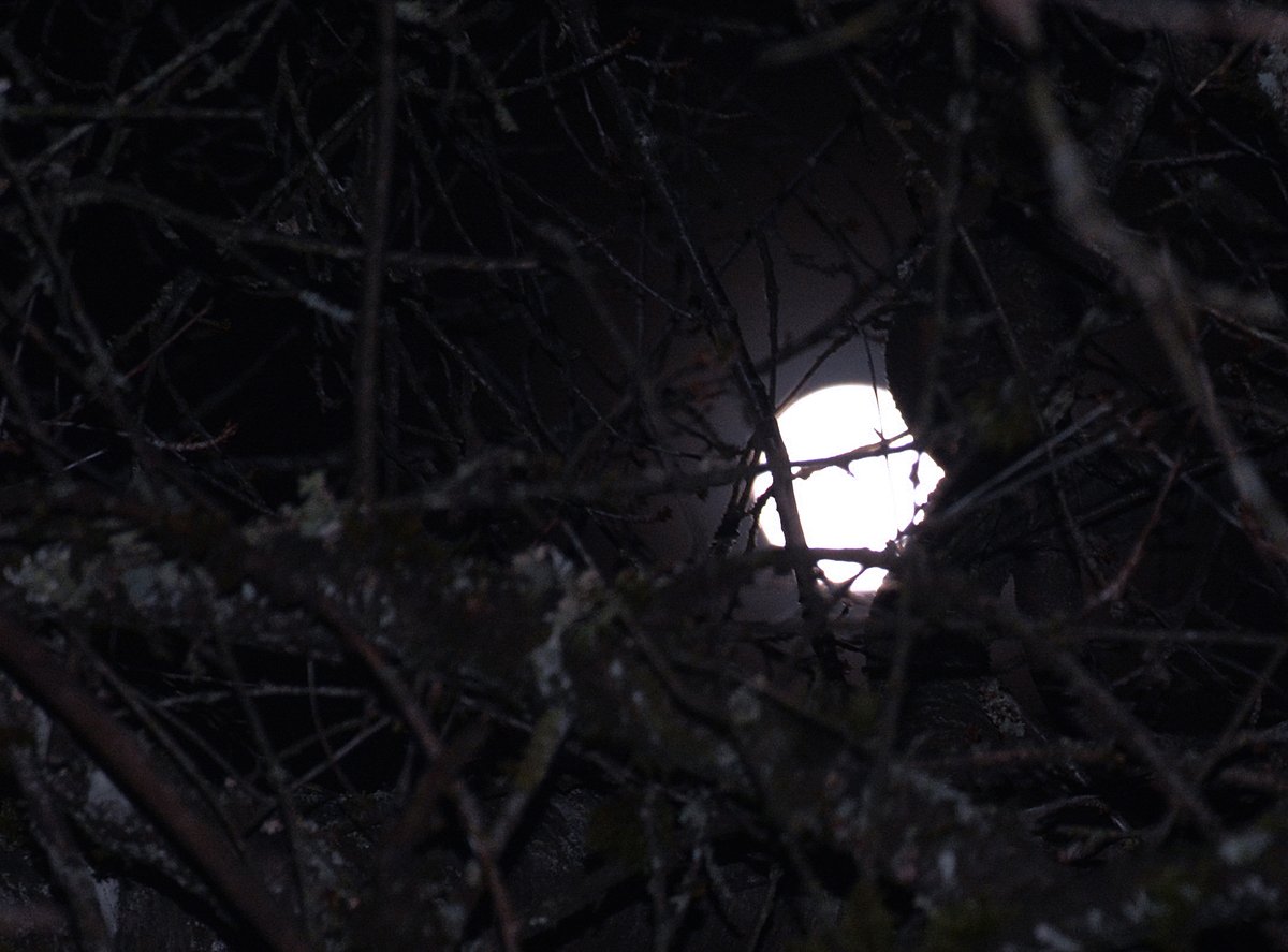 explorewithrene's tweet image. Caught a glimpse of the #moon shining brightly through the branches