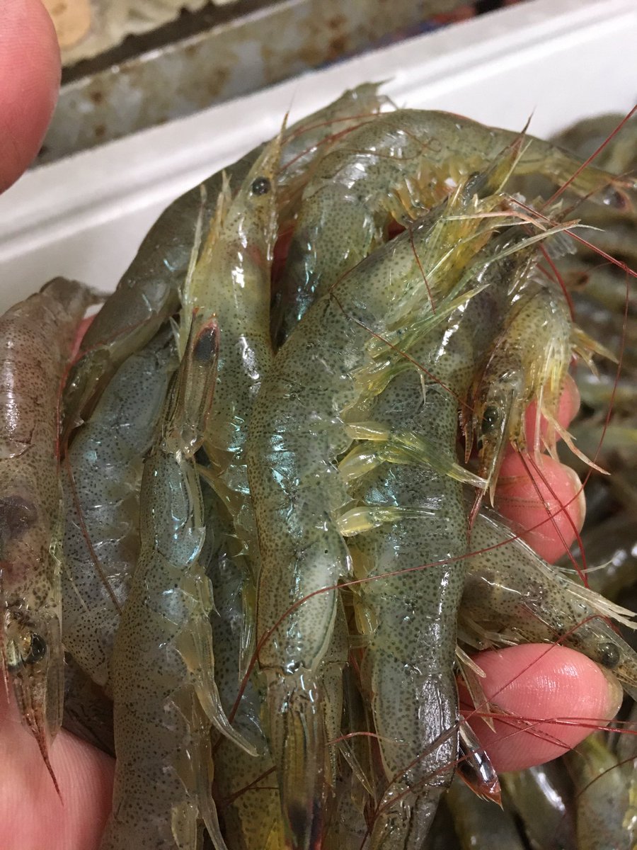 Kouji Kouji 毎度 愛知 碧南 フード生田 生田フード 食彩館 です エビ 海老 えび Eb 色んな食べ方 ありますょネ ボイル海老は やっぱりマヨと 生海老は 揚げたり 茹でたり 等々 いっぺん見においでん ご来店お待ちして〼 Kouji Kouji 毎度 愛知 碧南 フード生田 生田フード 食彩館 です エビ 海老 えび Eb 色んな食べ方 ありますょネ ボイル海老は やっぱりマヨと 生海老は 揚げたり 茹でたり 等々 いっぺん見においでん ご来店お待ちして〼