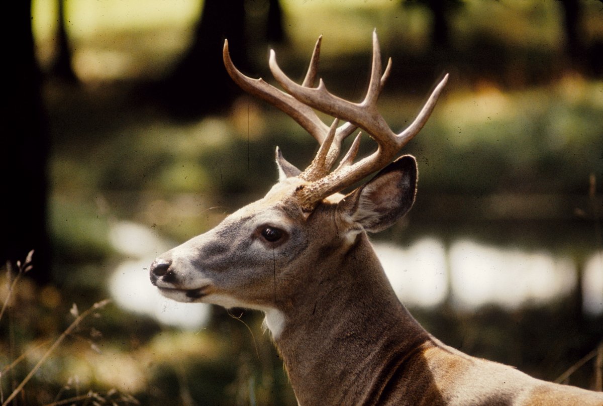 Deer marie. Deer. Harvest the Deer в the Hunter. Deer professional photos.