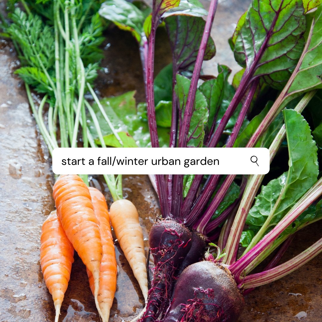 SeedsNow's tweet photo. This week we're giving away a FREE Urban Garden Fall/Winter Variety Pack! 🌱 https://t.co/3vltzed2EC #urbangarden #fall #winter #giveaway https://t.co/70zH1UKuBM