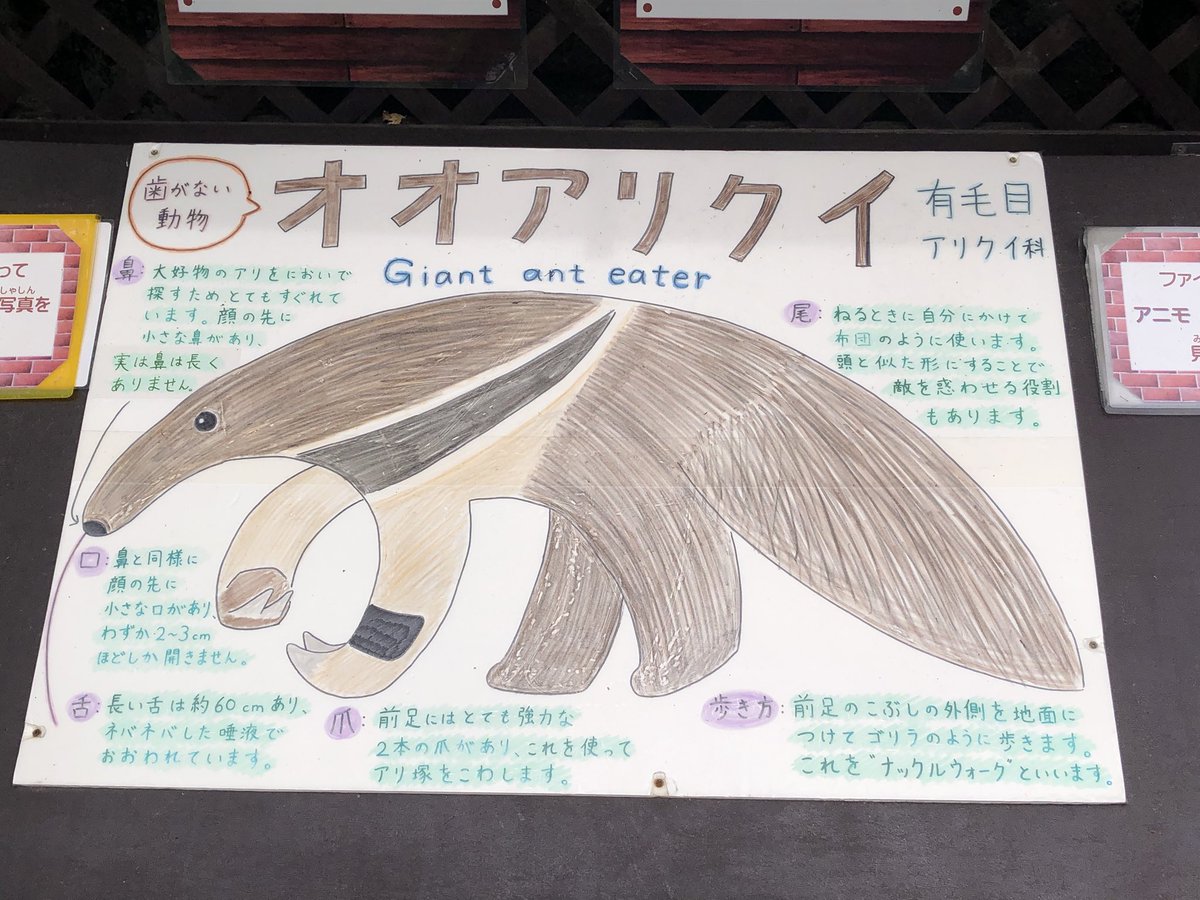 Tokyo Fox 東京狐 Free Entry Always T Co Rd5thbxzmn