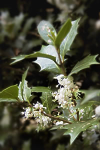 12月7日の誕生花