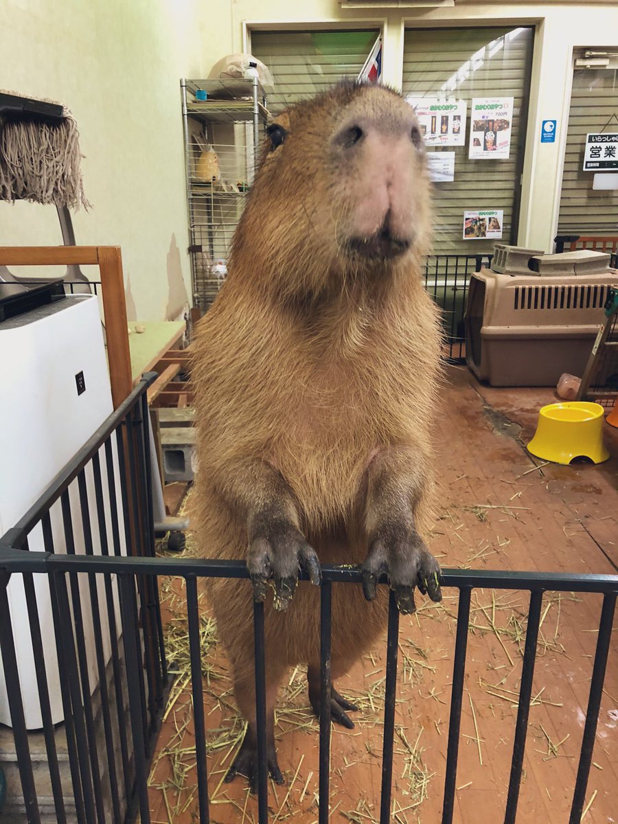 CapybaraLand's tweet photo. Hey all fans of Miss Potato around world! Pls feel free to use this picture as your wallpaper!
ポテちゃんファンの皆さん、どうぞご自由に壁紙にお使いください。背景加工した方がいいかもしれませんね。
#capybara #カピバラ #カピバランド #wallpaper #壁紙 #フリー画像 #freepicture https://t.co/EWzzqnL97A