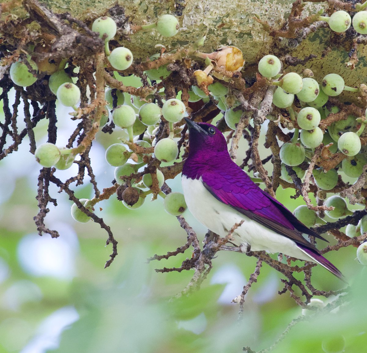 TonyJohnstone56's tweet photo. One for @KenBrownGolf. Your favourite. Violet-backed starling off the deck of @BuhalaLodge ๐ https://t.co/MTEjWVpV1E