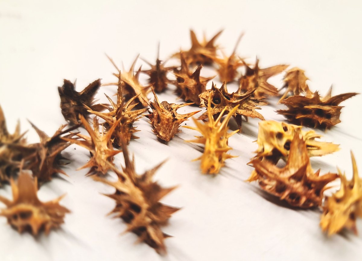 We welcome you to join our @IPKGatersleben Advents Quiz over the next 24 days. 

#IPKAdventsQuiz Day 1: Which plant is producing small hedgehogs as seeds? :-)

#genebank, #FuturePlants, #seeds