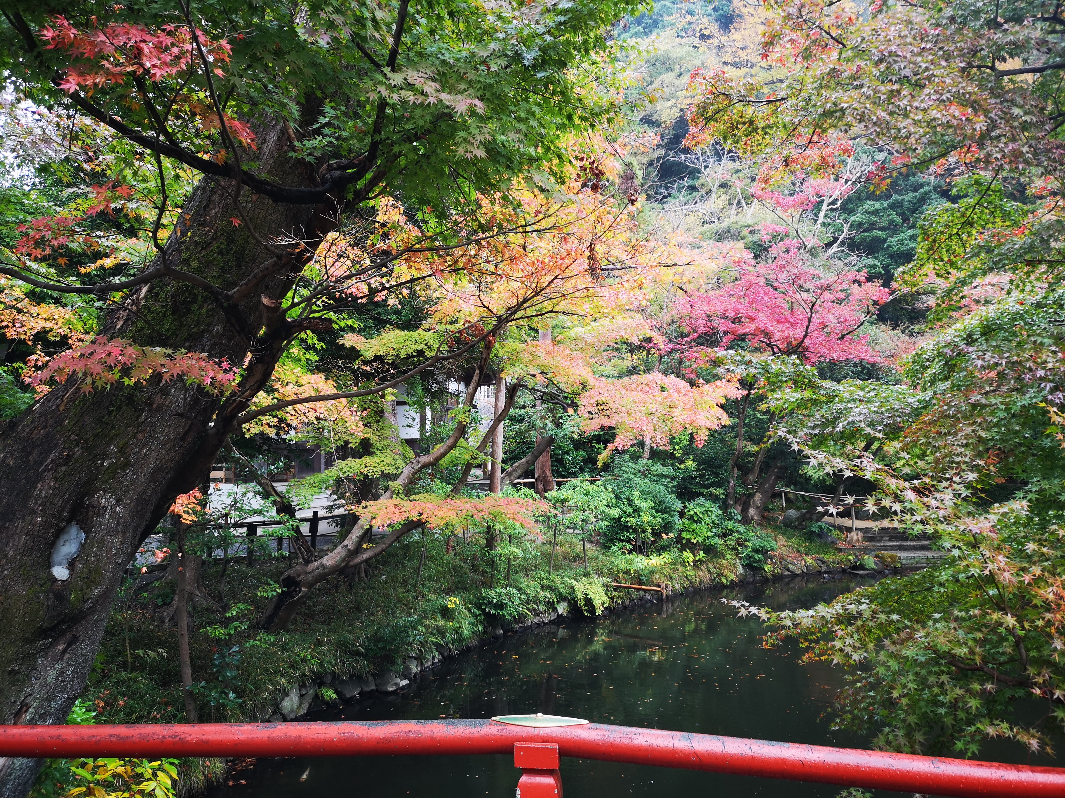 鎌倉市観光協会 鶴岡八幡宮では紅葉がほぼ見頃を迎えています 手水舎は感染拡大防止のため使用できませんが 代わりに竹から出る水で清めることができます 手水舎にはキクやカエデが活けられていて風情があります 11月25日撮影 T Co Ze1lxl13dw