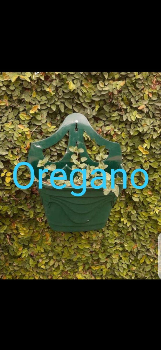 Sam_gadgets's tweet photo. Welcome to SPICES GALORE . Get FRESH potted spices and herbs.. 100% organic. Eat healthy and tasty food..
Dm or call/WhatsApp 0756434604
Kindly Retweet https://t.co/92xjCo2hyG