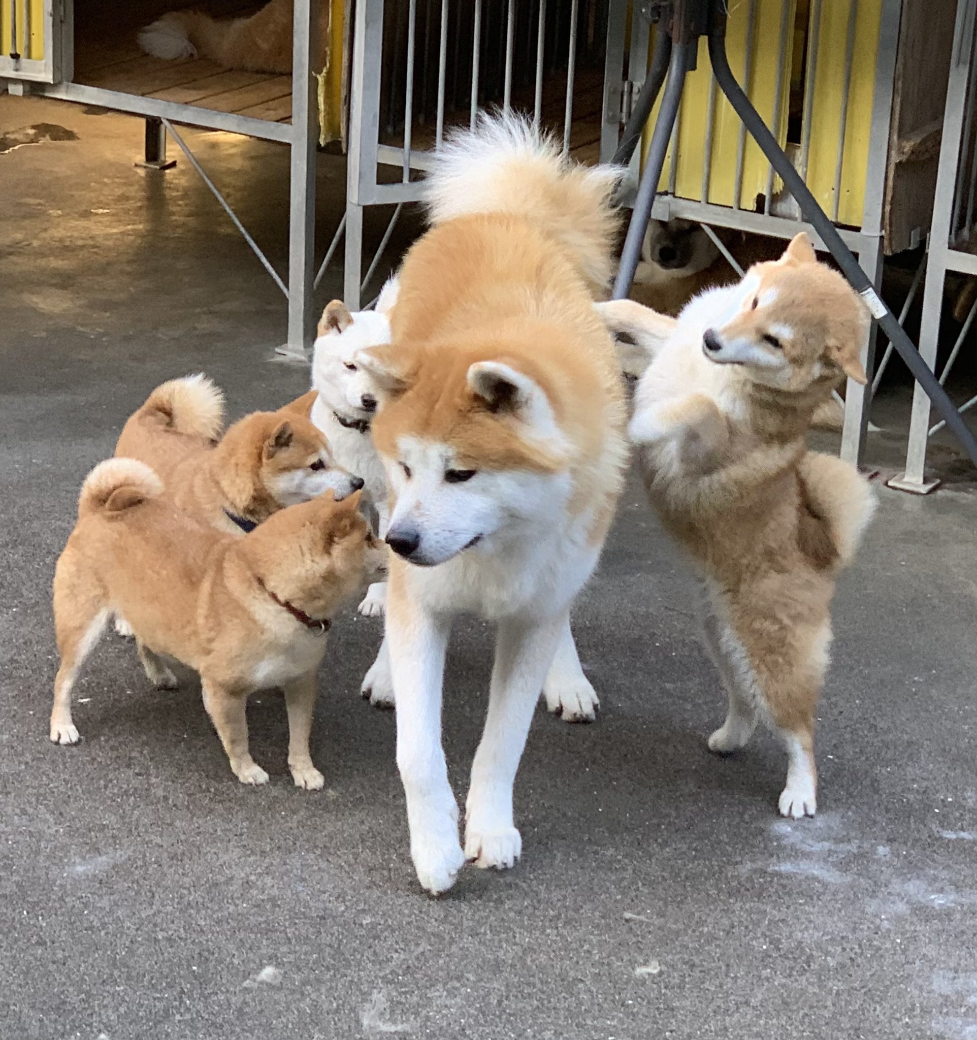 ひーちゃん 相変わらず柴軍団に懐かれている秋田犬の大門 秋田犬 柴犬 豆柴 ひーちゃん 相変わらず柴軍団に懐かれている秋田犬の大門 秋田犬 柴犬 豆柴