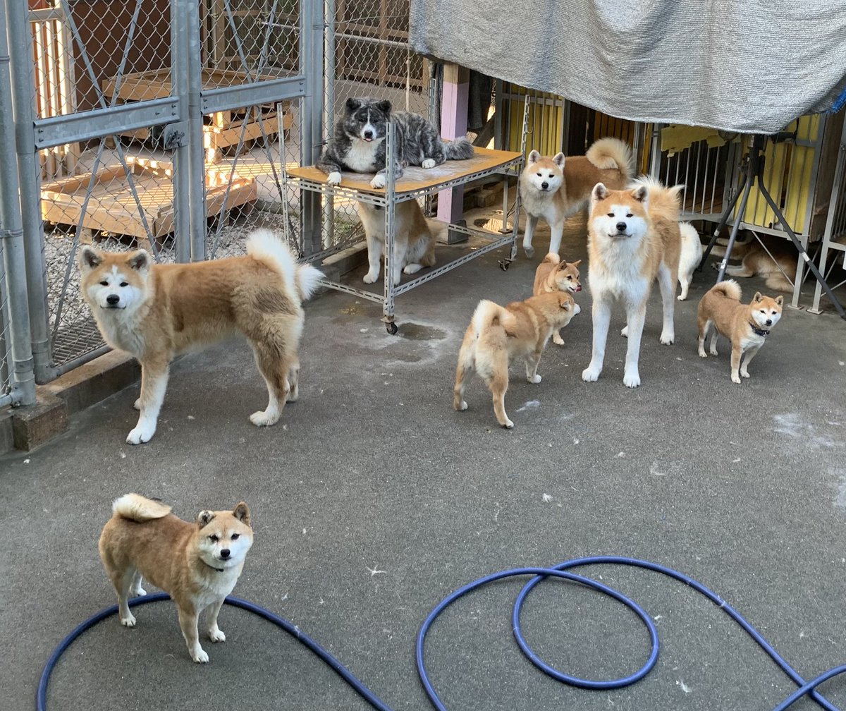 ひーちゃん 相変わらず柴軍団に懐かれている秋田犬の大門 秋田犬 柴犬 豆柴