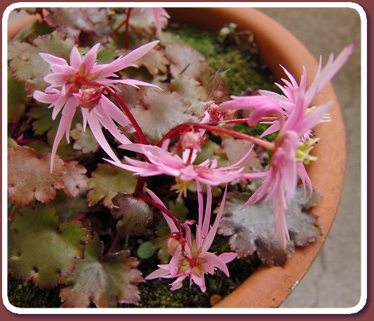 須永朝彦 師走朔日 晴天なれど風冷たし 御近所で眼につく花は菊と山茶花くらゐですね 今年最後の露臺の花は大文字草 ごく小柄な山野草が健氣にも咲いてゐます そして一年草の朝鮮朝顔が種子を澤山殘さんものと頑張つてゐます T Co Utys0t3dxa