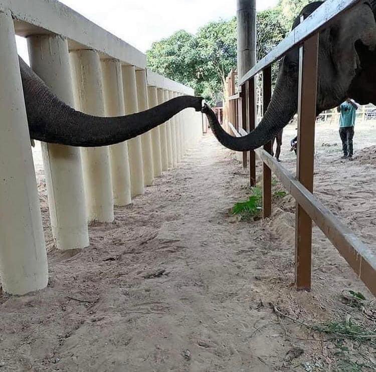 Kaavan has a snack and says G’day elephant style to a new friend. ❤️🐘

Source: Free Kaavan the Elephant
