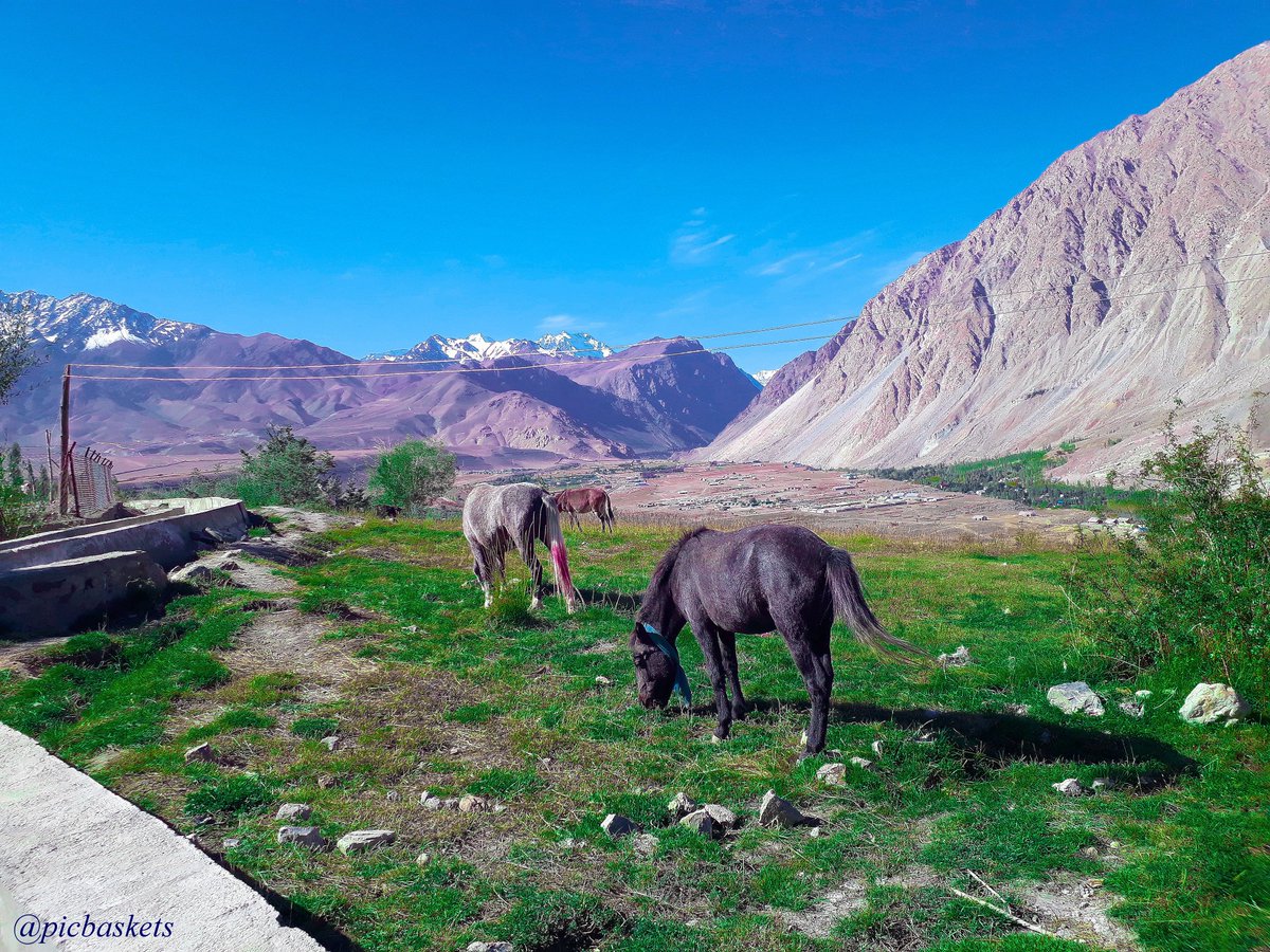 Grazing horses make a landscape looks beautiful.
#Ladakh #kargil #beautiful #beautifulvalley #horses #horseworld #horseriding #horsegrazing #horsesofinstagram #horselove #horselife #horseshow #utladakh #bluesky #green #greenpastures https://t.co/1ZesNsGpGE