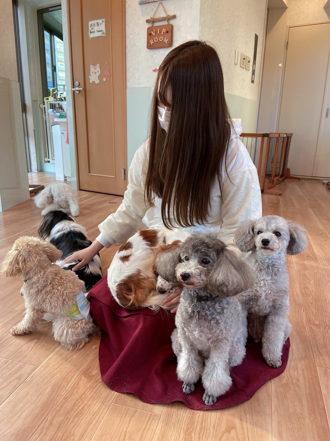 Dogheartfromアクアマリン Twitter Search Twitter