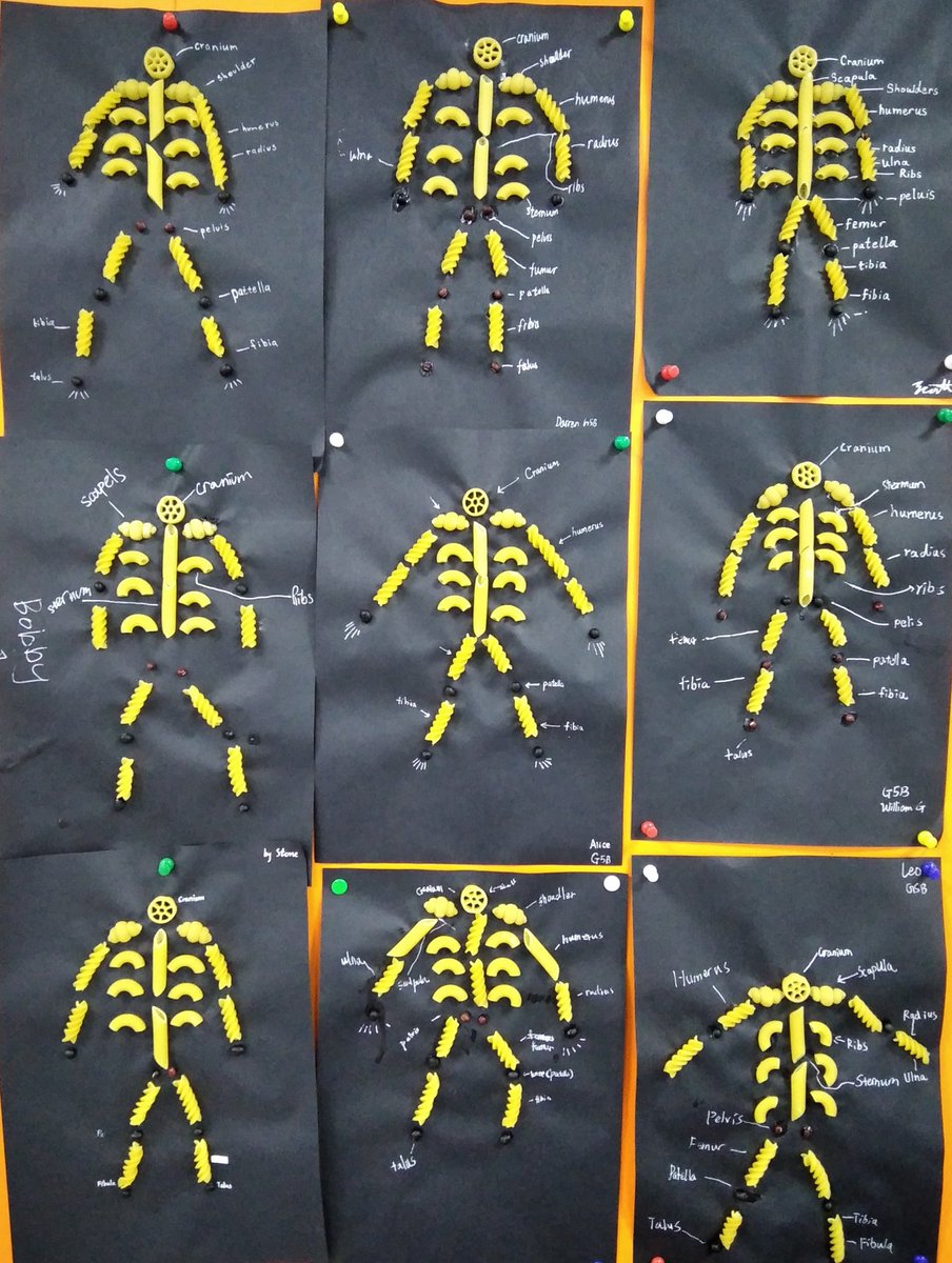 SIBSBeijing's tweet photo. Grade 5 has been working on a Unit of Inquiry. The transdisciplinary theme was “Who we are”, and its Central Idea was “Human Body Systems”#Science#SIBSBeijing https://t.co/3y2BFeQS6U