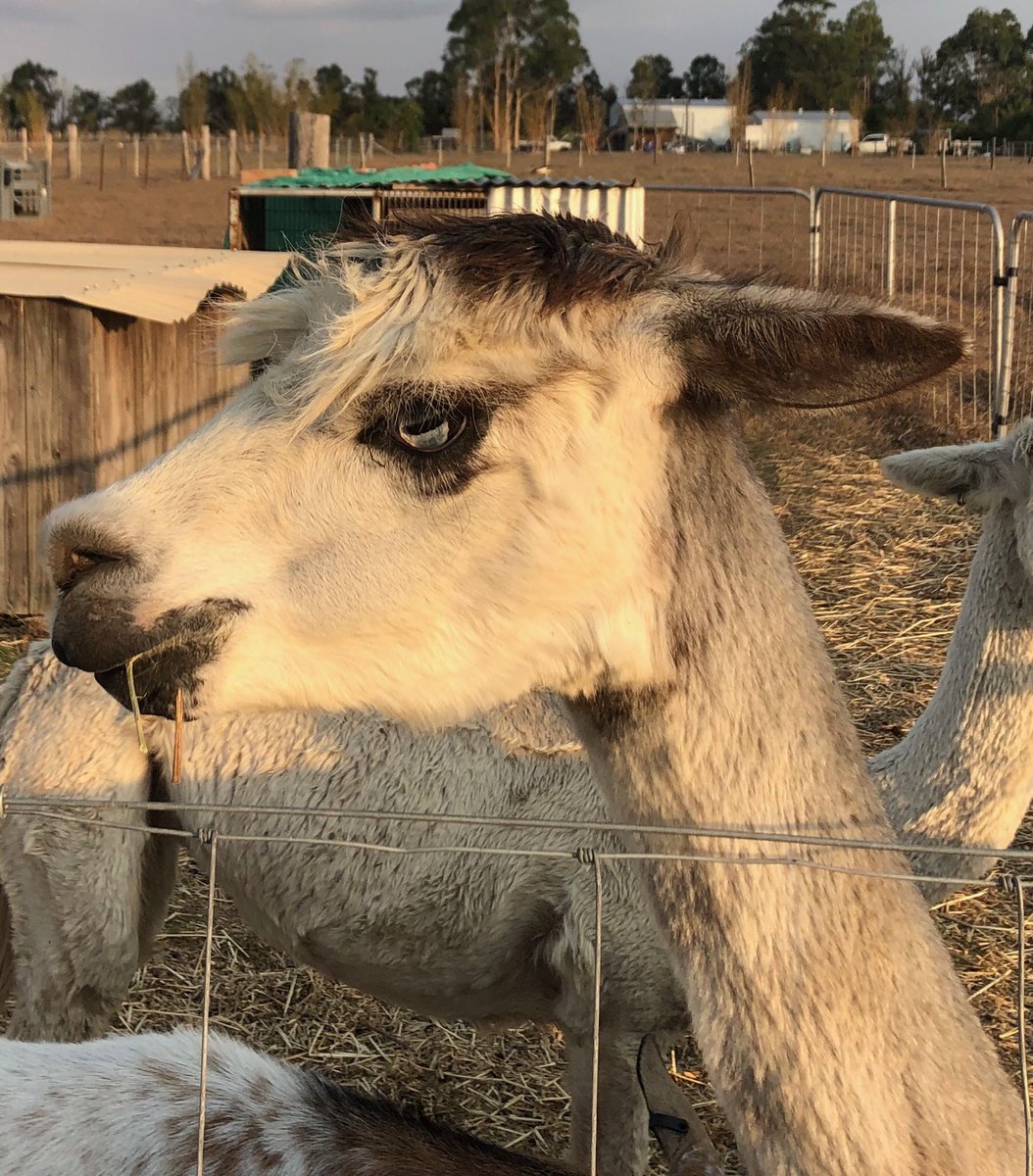 Bonnet’s a bit flat today 🤯😖 #topknot #FlatHairDay #GrouchyAlpacas #Zoe #Alpacastan