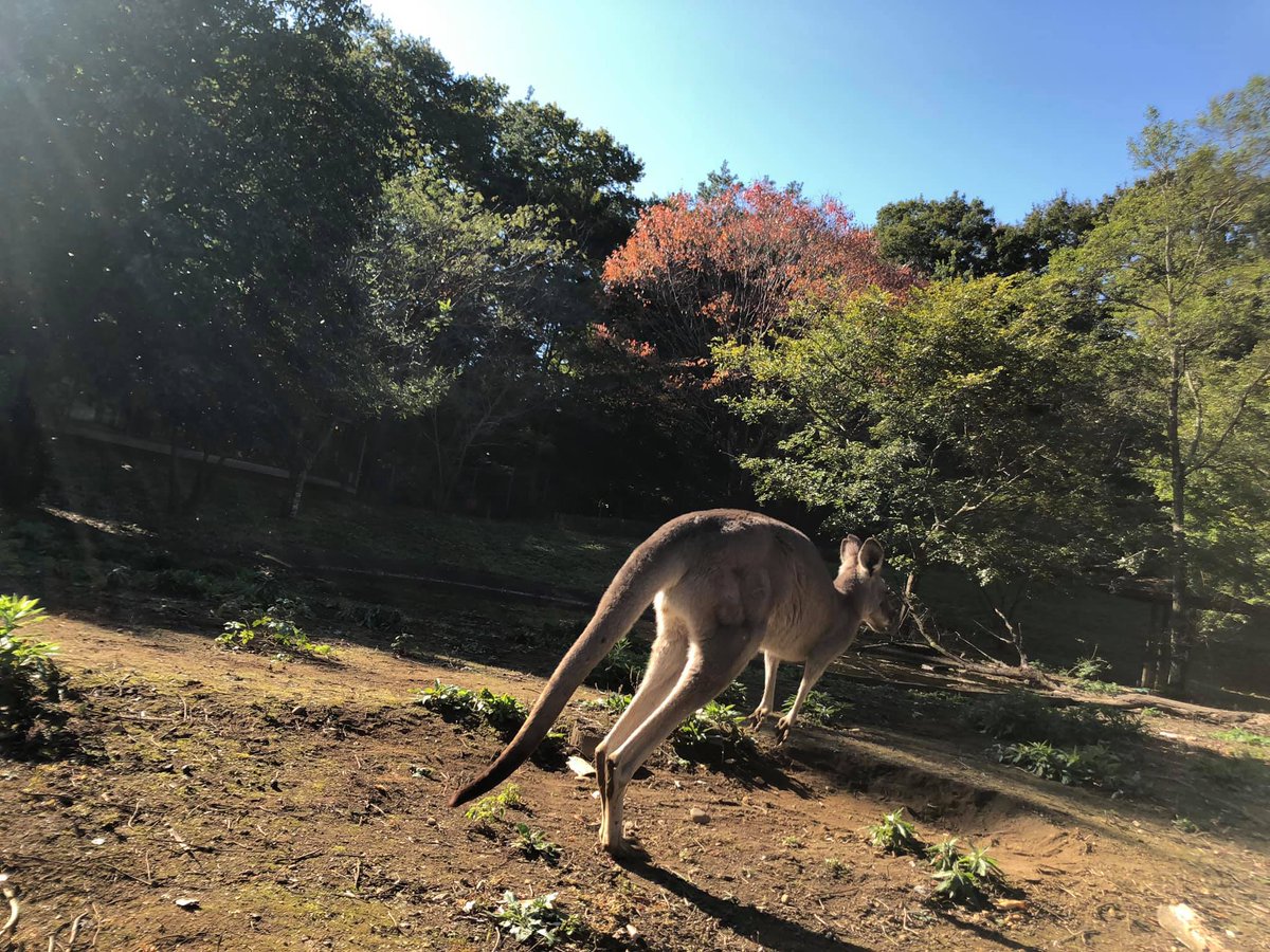 埼玉県こども動物自然公園 公式 En Twitter オオカンガルーの跳躍の様子です 軽いジャンプふたつで 5mほどは進んでいそうな驚異の脚力 だけではありません 5本目の足 とも呼ばれる太い尻尾で勢いをつけて進んでいきます オオカンガルー カンガルー