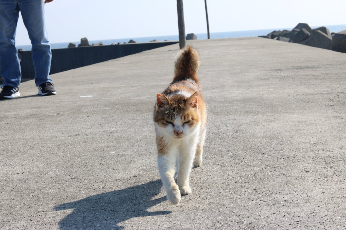 猫の島 青島 در توییتر 防波堤の上を歩く猫たち その2 昔の猫は釣り人に付いて行って 釣った魚をもらっていました 今の猫 たちは 普段からご馳走を食べており 釣り人について行く猫の数は少ないです 猫たちがグルメになっています 猫の島 青島 در توییتر 防波堤の上を歩く猫たち その2 昔の猫は釣り人に付いて行って 釣った魚をもらっていました 今の猫 たちは 普段からご馳走を食べており 釣り人について行く猫の数は少ないです 猫たちがグルメになっています