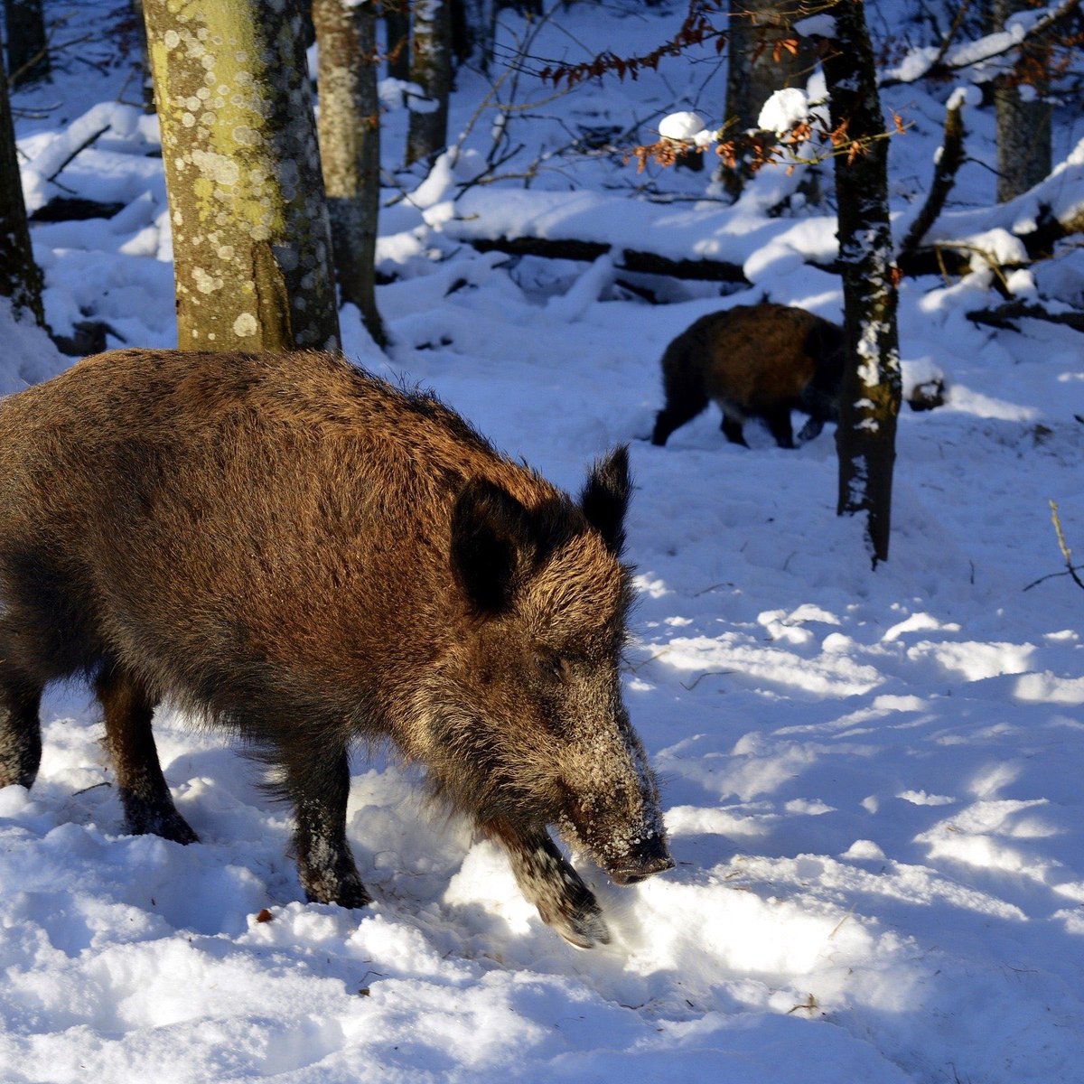 wildschytz's tweet photo. ❄️Heute hat es bei uns das erste Mal geschneit, sodass der Schnee auch fürs erste Liegengeblieben ist. Hat es bei euch auch geschneit?
—
#wildschytz #wildbox #wildfleisch #fleisch #schnee #schneeimwald #winter #wildschweine #sauen #schneezauber #schneeflocken #schneeliebe https://t.co/KDfmqckQox