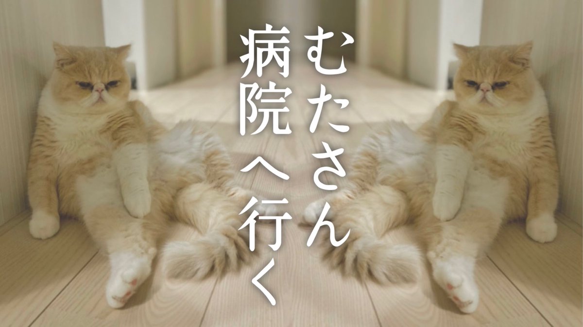 めめ Yo Pa Twitter のぴめめの日常 我が家のアイドルむたさんが病院に行くことに T Co Pkldvbwjll