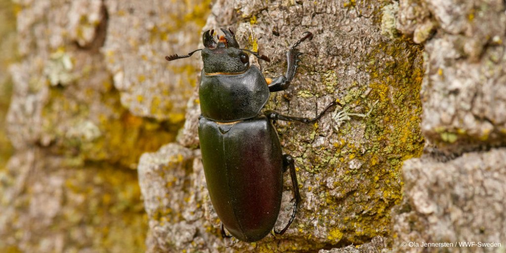 WWFEU's tweet photo. The #EUGreenDeal is supposedly for climate AND nature.

Yet EU looks set to ignore #nature in recovery fund rules. 

Council &amp; Commission - don't throw biodiversity under the bus!

Endorse @Europarl_EN call for 40% spending on climate AND biodiversity for a true #greenrecovery! https://t.co/UWNihbTEb6