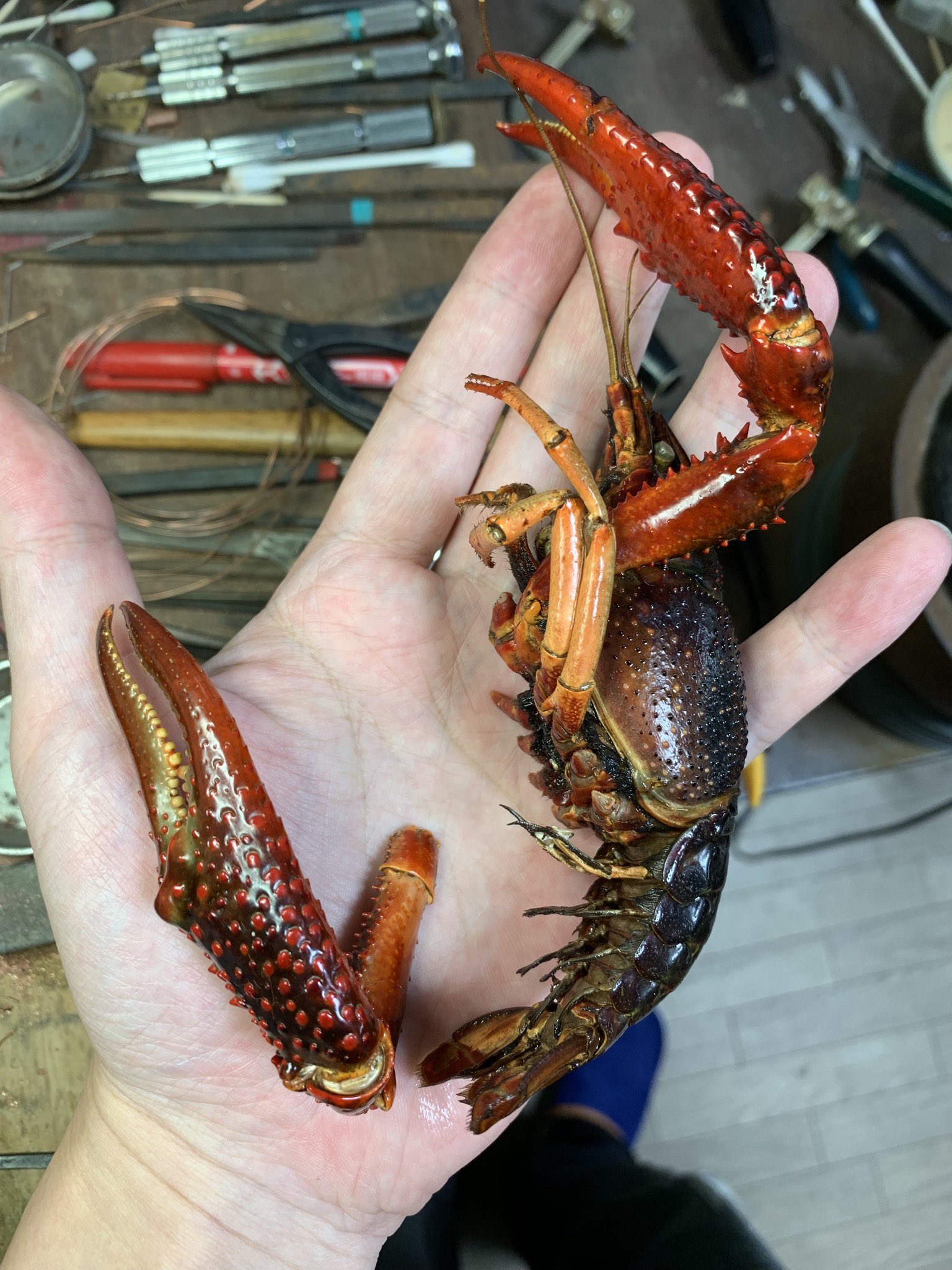 満田晴穂 Auf Twitter ザリガニにはわりとうるさい自分的にもちょっと見たことないくらい大きなアメリカザリガニ ハサミから尻尾の先までcm以上ある ここまで大きいとモチーフとしては らしさ から外れて違和感出ちゃうからモチーフ選びは難しい T Co