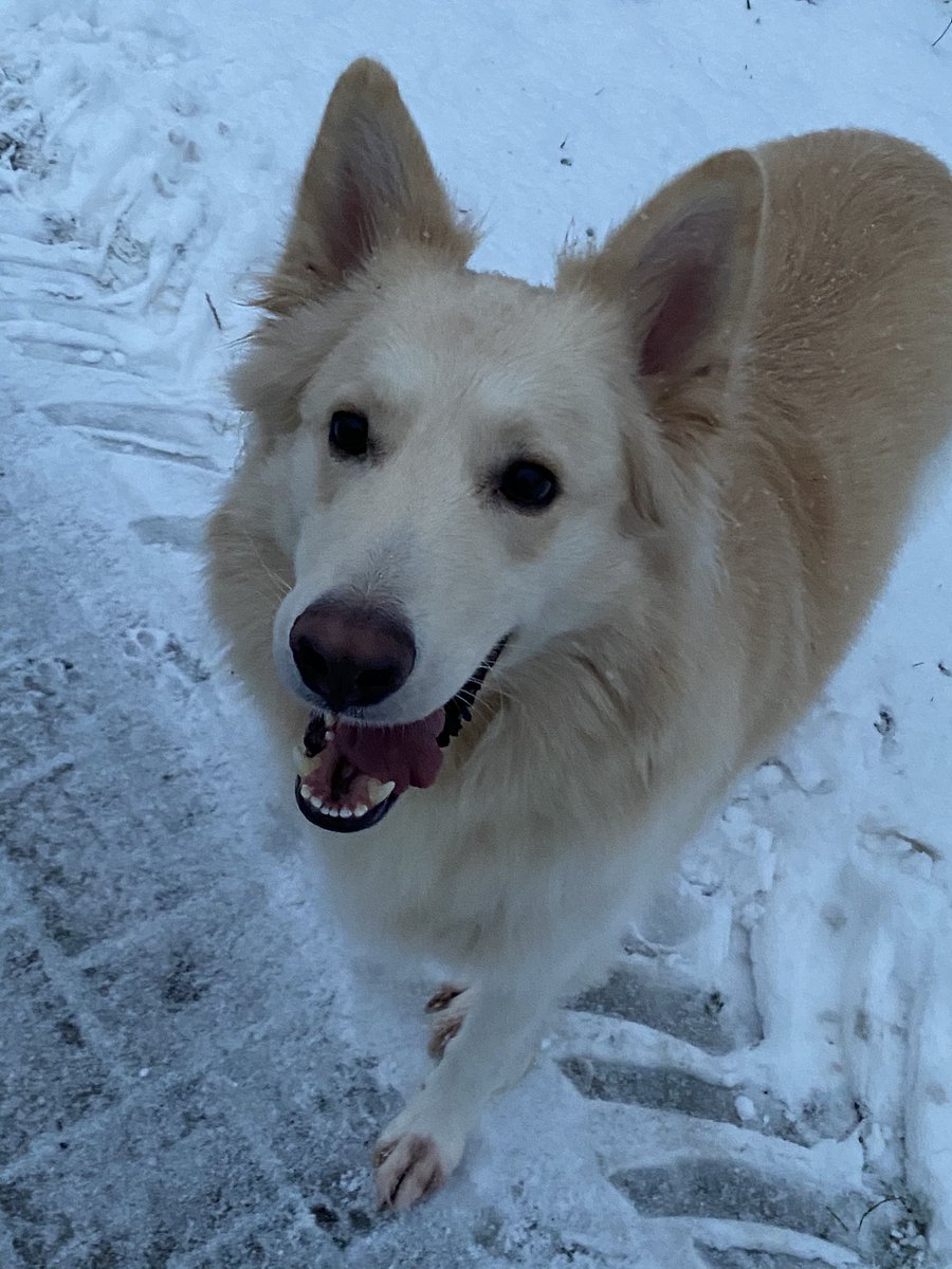 Was gibt es schöneres als Schnee...? Genau mit Gabe (Hund) draußen im Schnee zu sein^^ #winter #Schnee #hund #happy