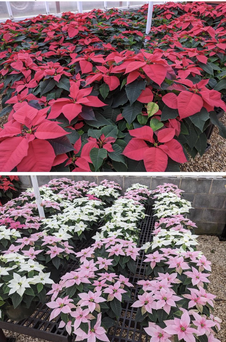 The NMHS Ag Department has poinsettias for sale in the greenhouse.  We have red, pink, and white.  They are $10 or if you want them wrapped with foil and a bow, $12. #mustangPride <a href="/NorthMooreHigh/">North Moore High</a>
