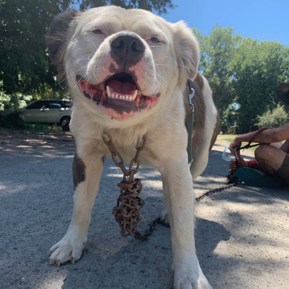 4RFDogDays's tweet photo. Meet Booger! He’s one of our unhoused clients pets and he came to us with fleas and on a chain leash. Swipe to see him after he left with a new harness and leash and vaccines!  Click the link in our bio to donate this #GivingTuesday! https://t.co/9Ibb8b1zu4