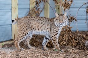 Double Your Donation for Wildlife Today (And checkout this bobcat story) - mailchi.mp/nebraskawildli…