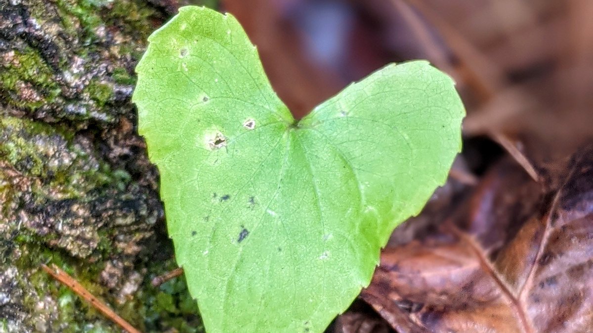 anneheck's tweet photo. Treasures from the trail . . . found heart ~
#foundheart #TreasuresfromtheTrail #surroundedbylove #naturespeaks #hiking #forestlove https://t.co/3osZP6y0yH