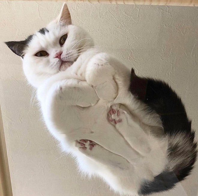 Cats on glass, a thread: