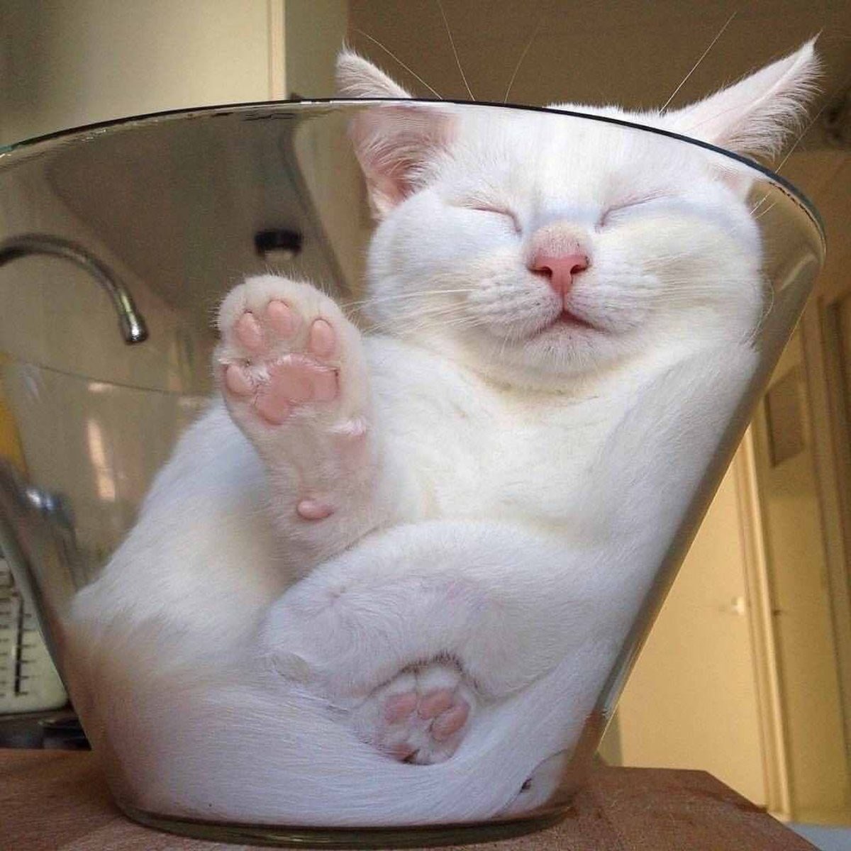 Cats on glass, a thread: