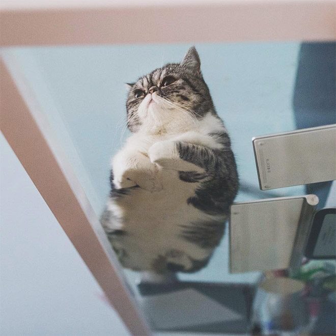 Cats on glass, a thread: