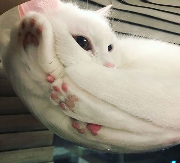 Cats on glass, a thread: